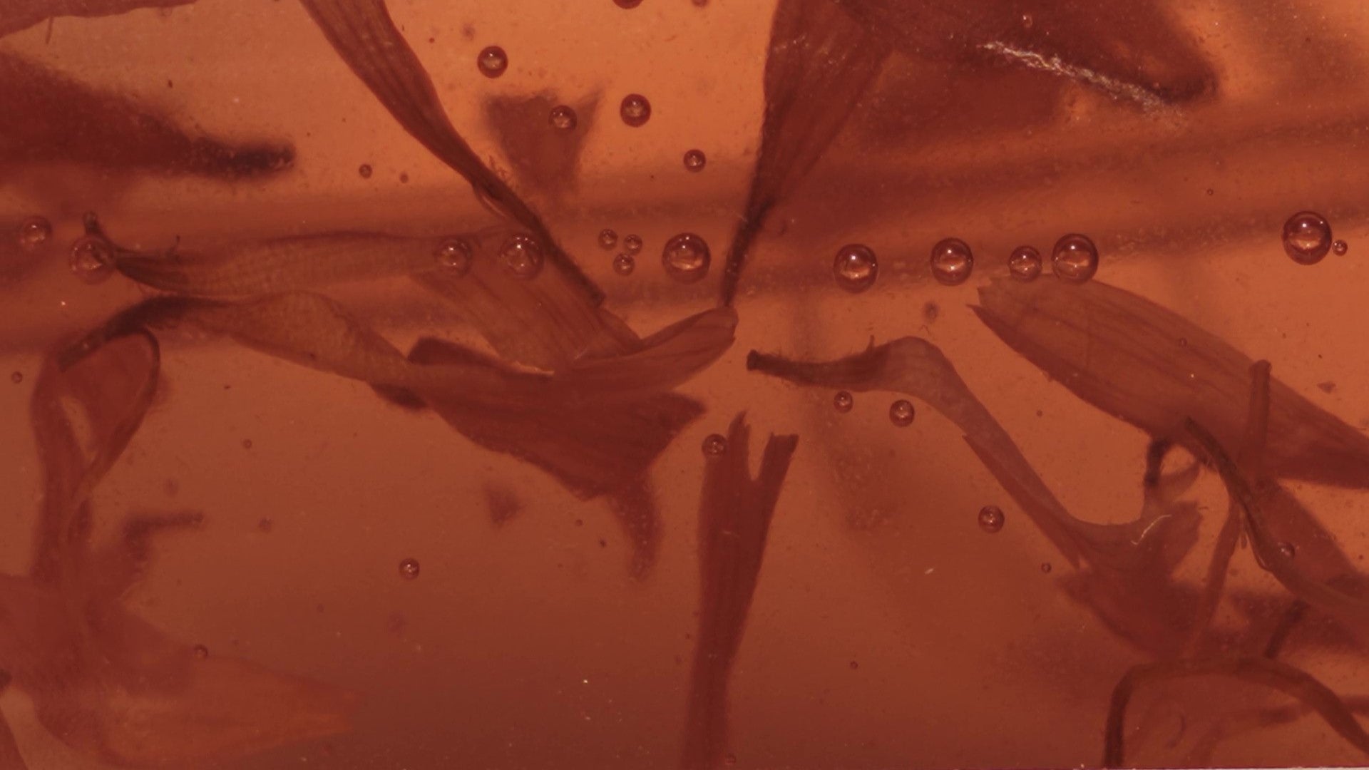 Bioativos: a chave para uma pele saudável e radiante