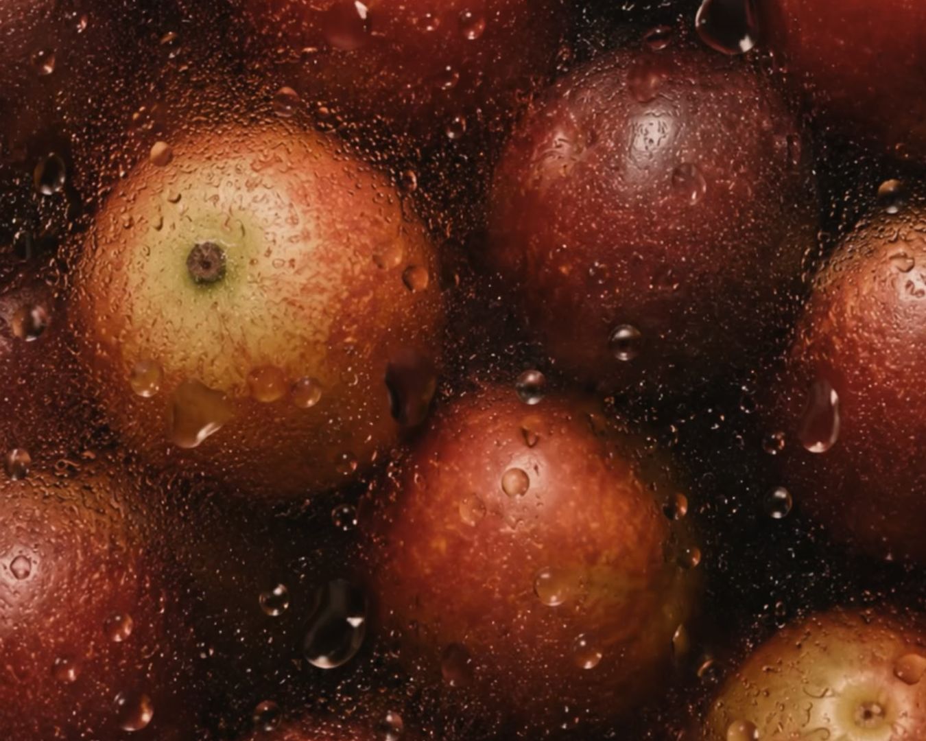 Camu-Camu: a maior fonte de vitamina C da natureza