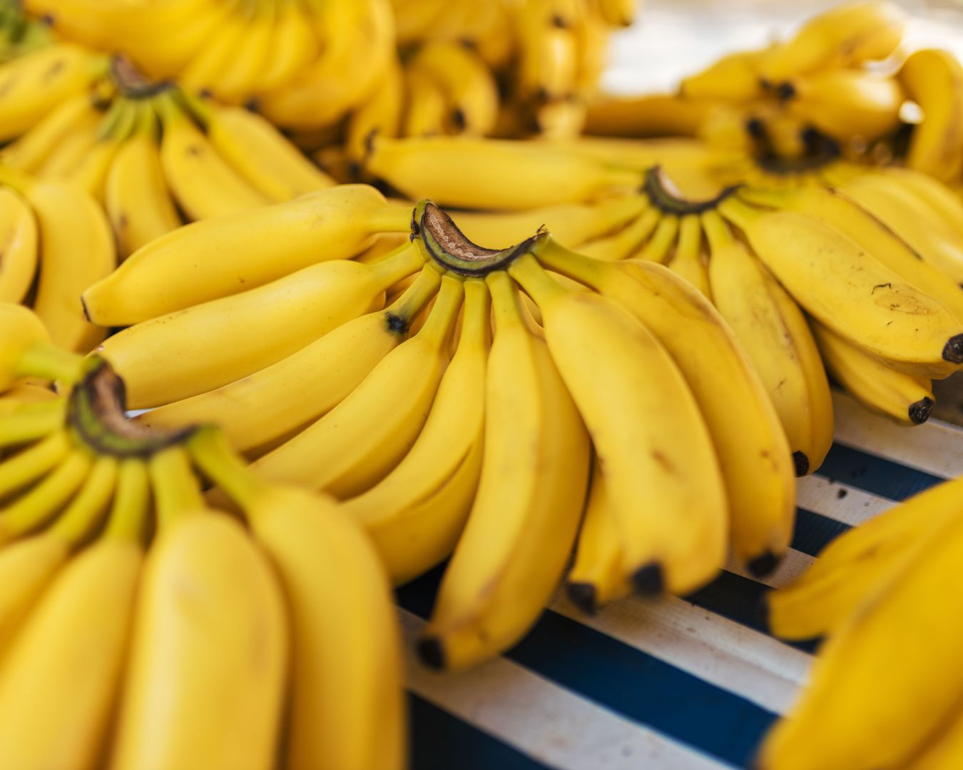 A história da banana no Brasil: como o fruto se tornou a nossa assinatura tropical