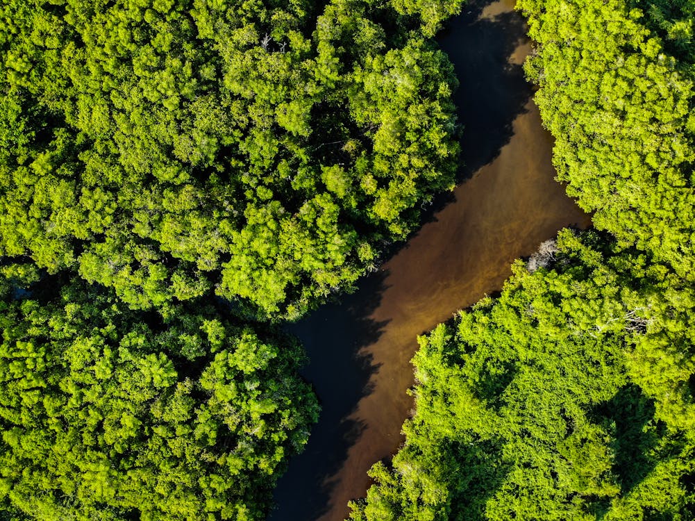 O Brasil e a urgência da biodiversidade em 2026