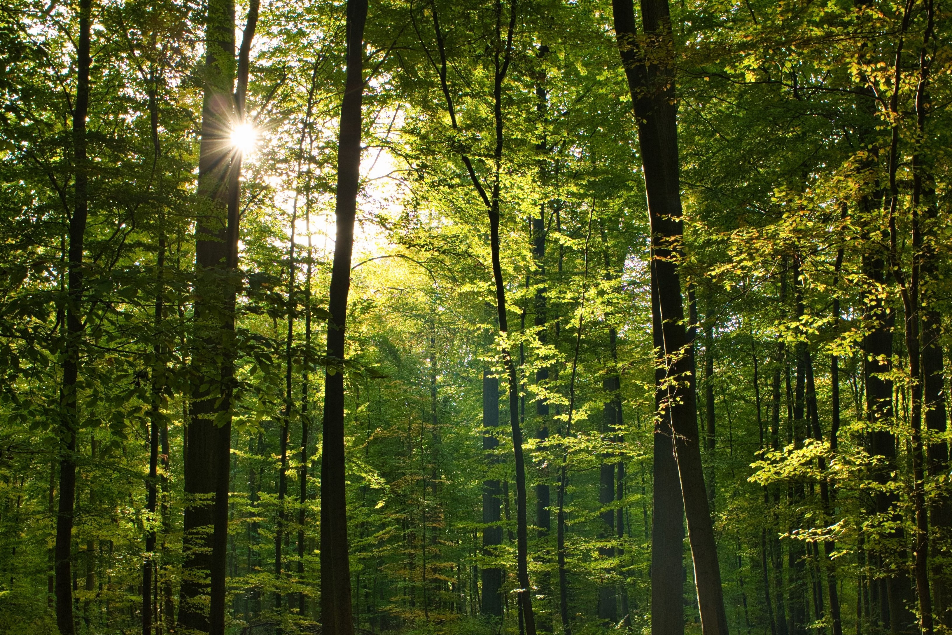 Dia do Meio Ambiente: história, impactos e ações para um futuro sustentável