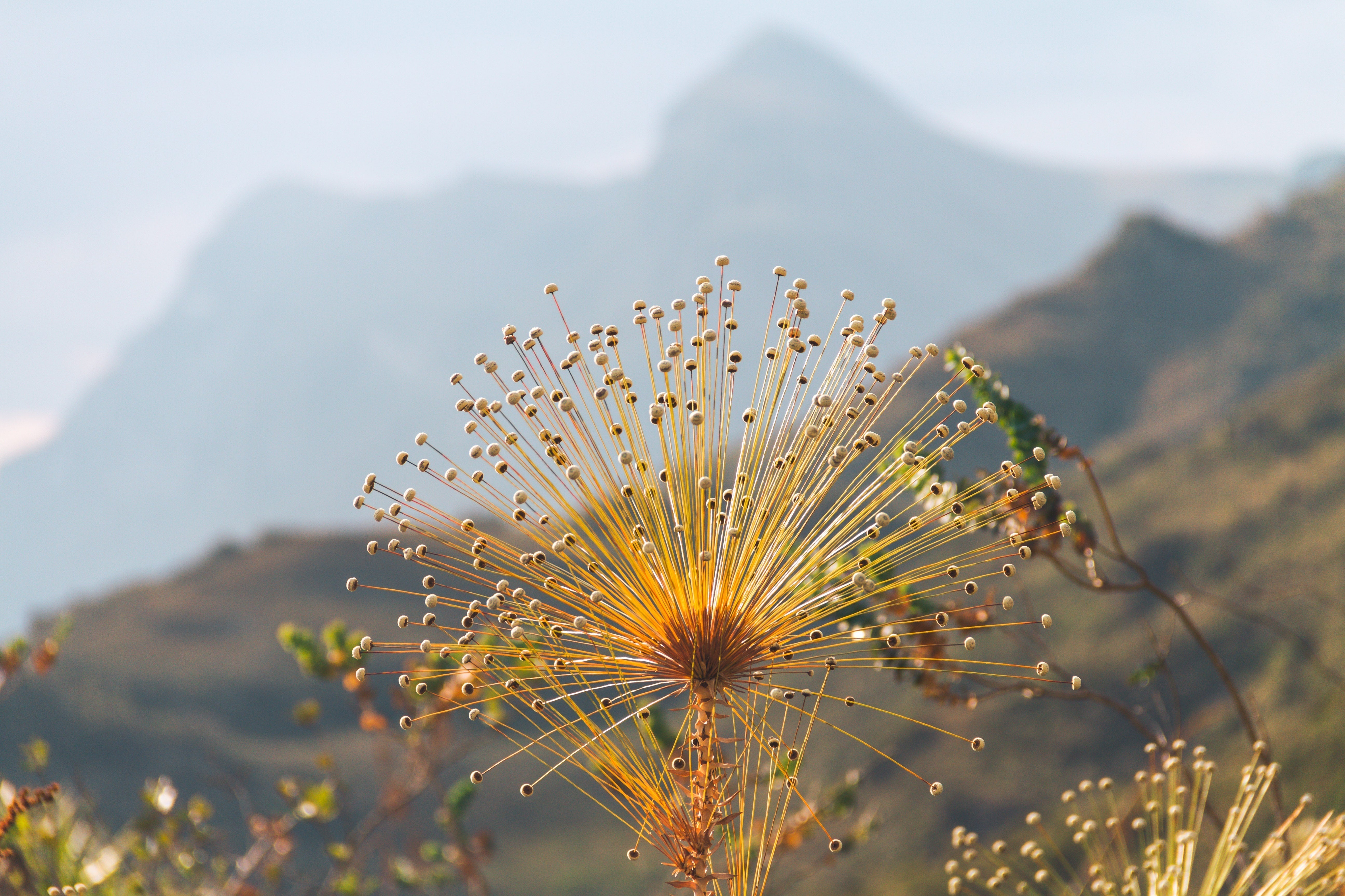 Sempre-Viva: a flor que nunca morre e seu simbolismo na cultura brasileira