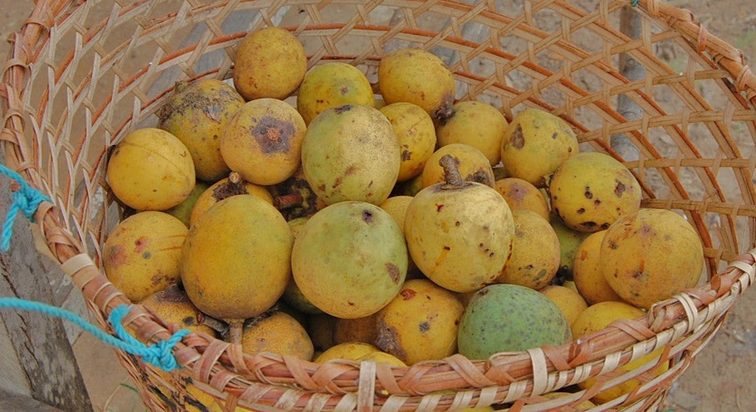 Bacuri: um tesouro amazônico de benefícios e curiosidades