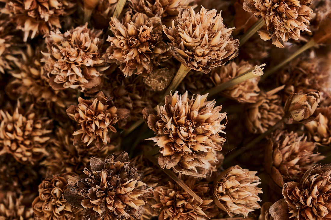 Sempre-viva: bela e com diversas propriedades terapêuticas