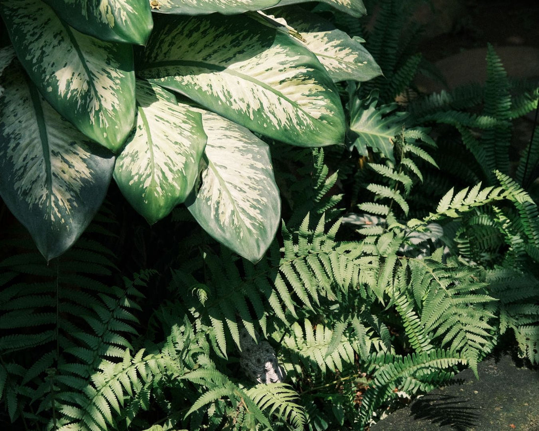 O que são Garden Scents e por que eles invadiram o cuidado corporal?
