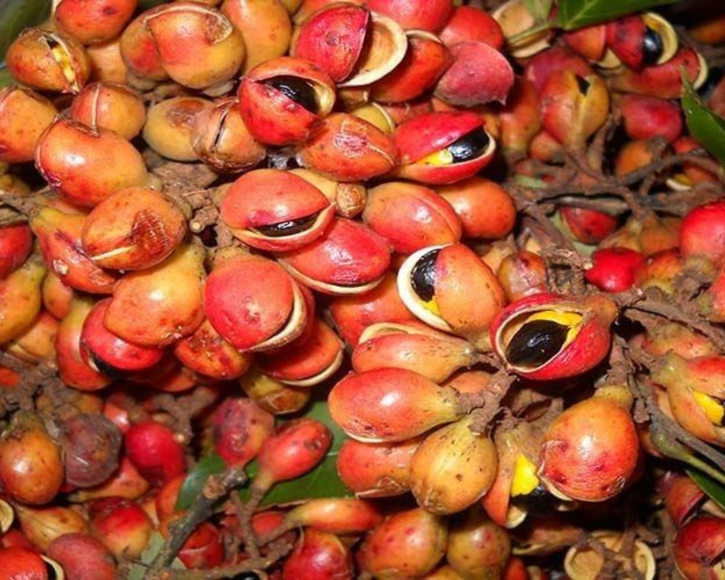 Como a Copaíba pode influenciar no seu cuidado facial: o neurocosmético calmante da Amazônia