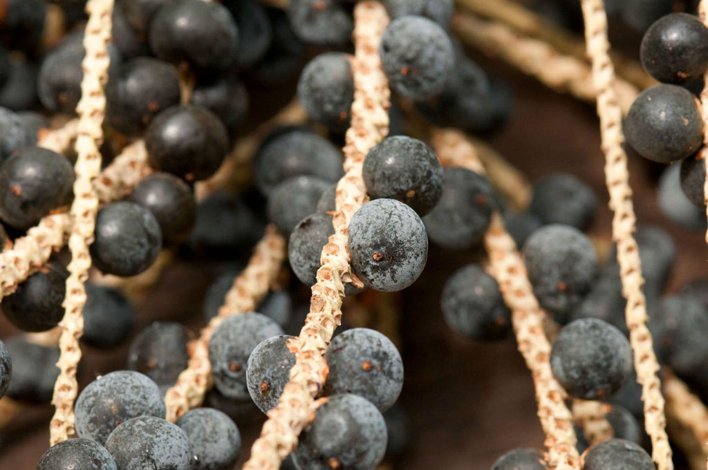 Açaí: o fruto da amazônia que inspira a feito brasil