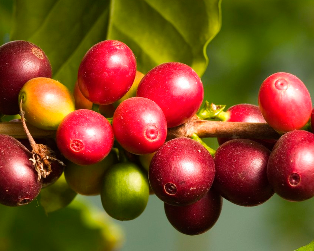 E se o camu-camu cuidasse da sua pele?