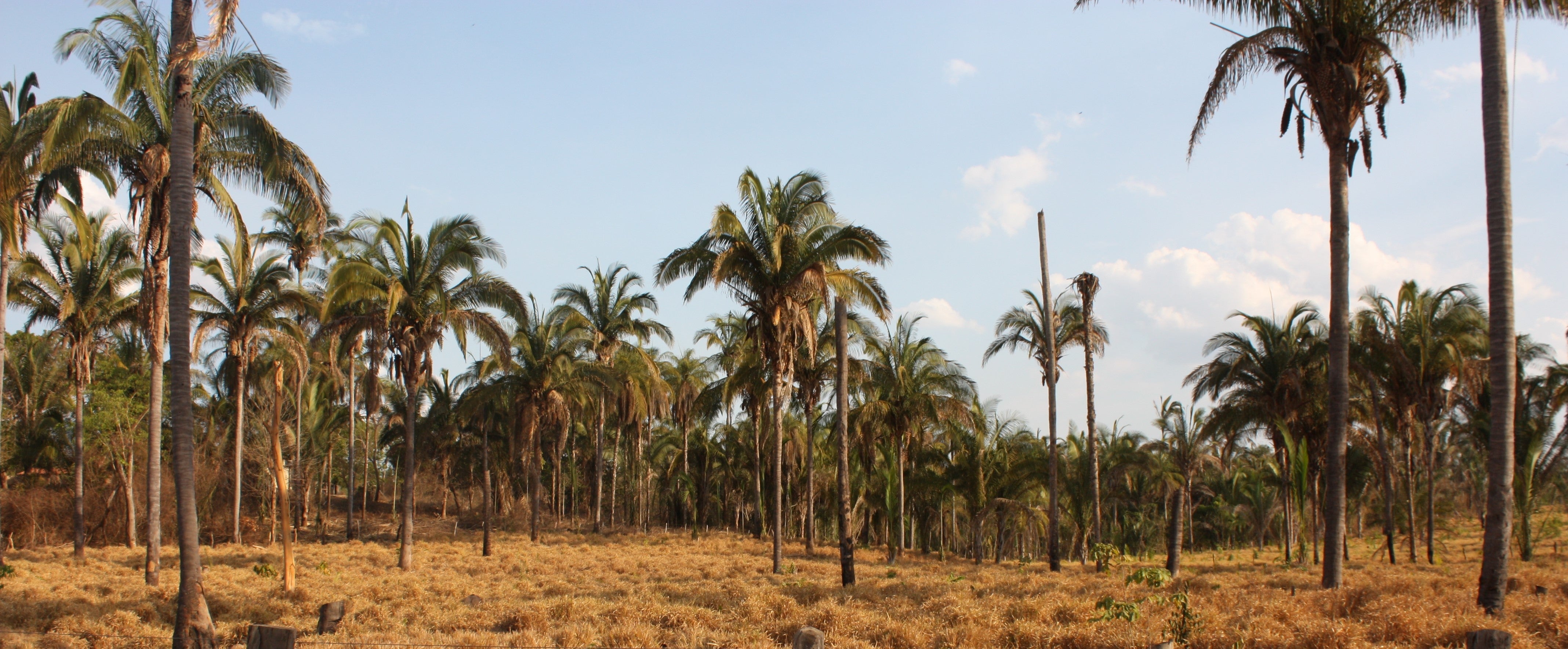 Coleção Cocais: uma homenagem à força da mulher na pele