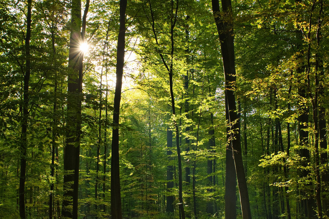 Dia do Meio Ambiente: história, impactos e ações para um futuro sustentável