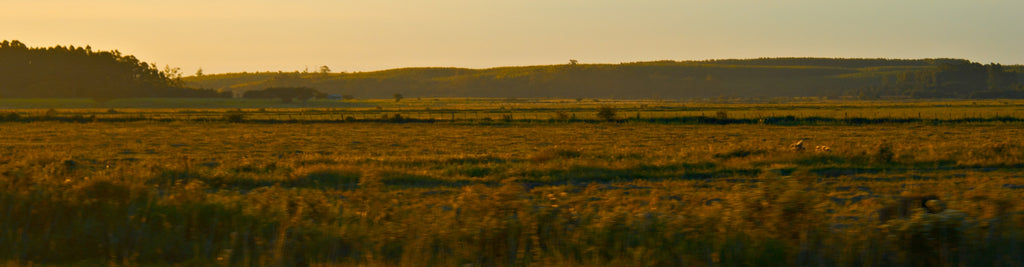 A flora e a fauna do Pampa: um ecossistema rico e inspirador