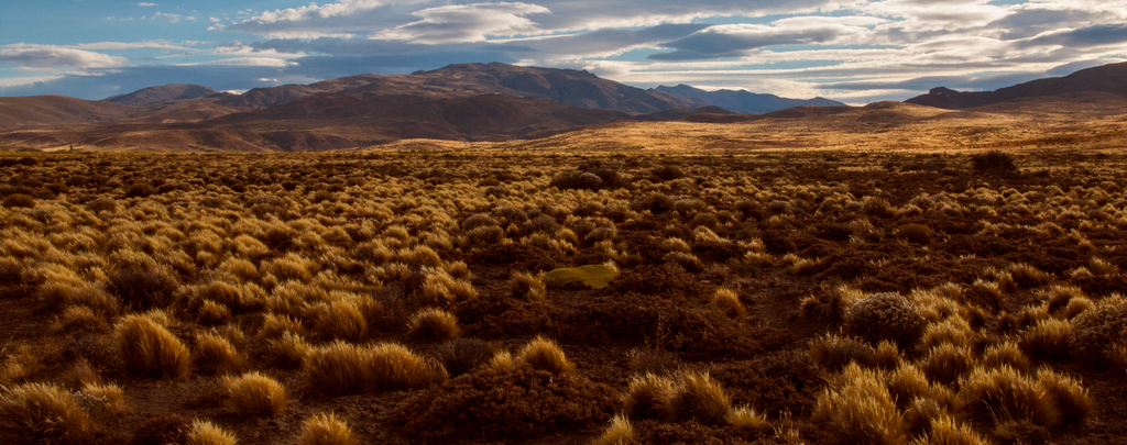 Explorando o Pampa: o bioma esquecido que inspira a feito brasil