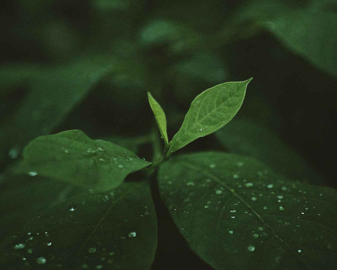 Phytogaia: a essência do relaxamento na natureza