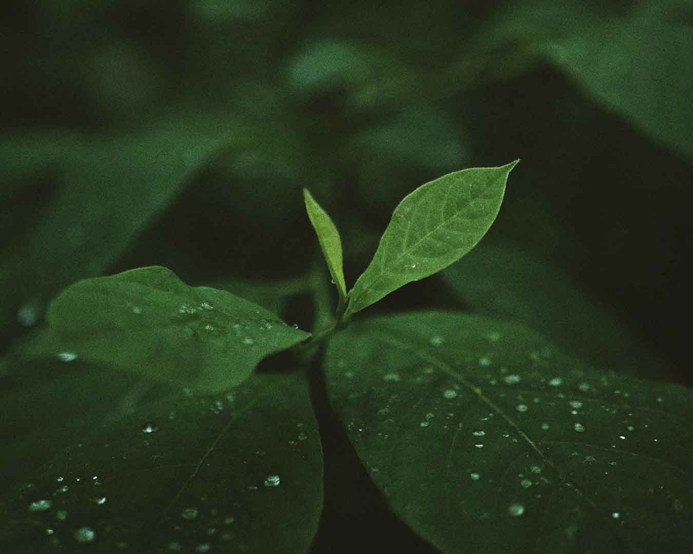 Phytogaia: a essência do relaxamento na natureza