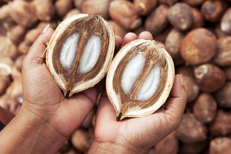 Conheça o movimento de Mulheres Quebradeiras de Coco