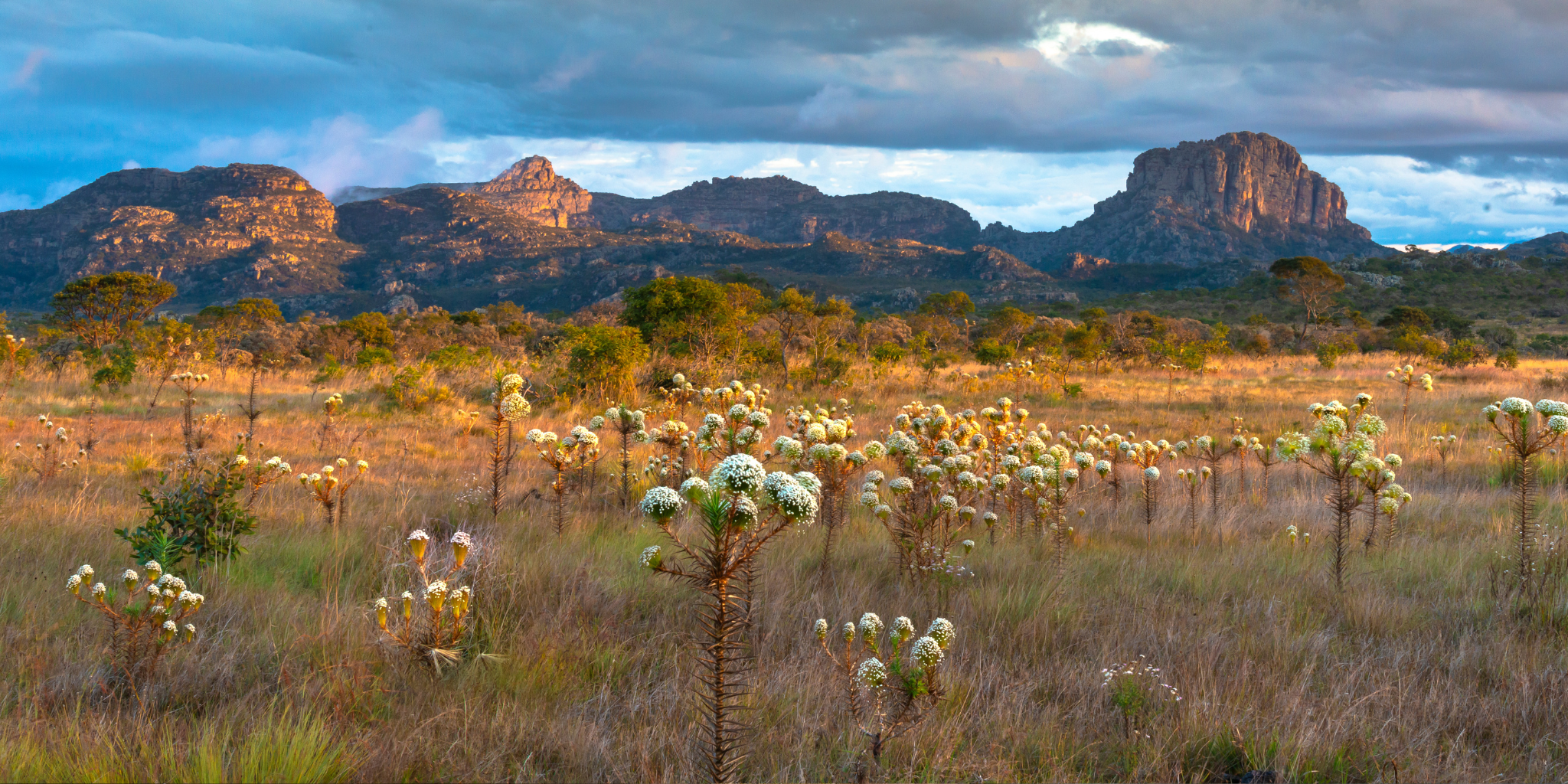 Conheça a fascinante história das Sempre-vivas na Serra do Espinhaço