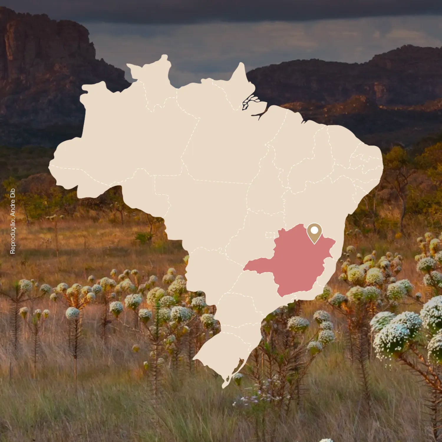 feito brasil